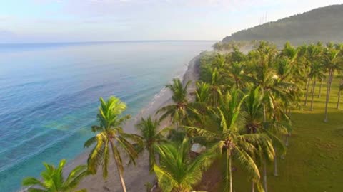 Aerial palmgrove view