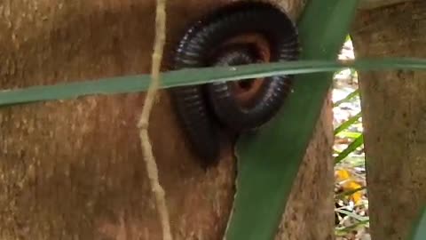 GIANT MILLIPEDE