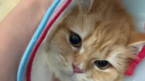 Angry Cat Gets a nail trim