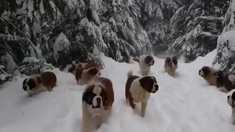 Dogs playing & enjoying the snow