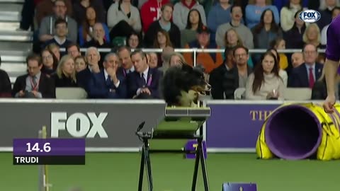 Check out the best of the 2019 WKC Masters Agility Championship - FOX SPORTS