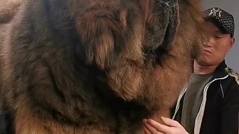 the big Tibetan Mastiff dog in the world