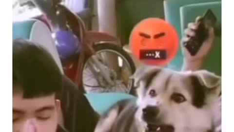 Dog Is angry Her Owner 🤣🤬