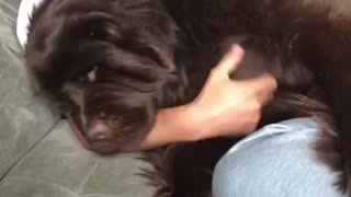 Giant Newfoundland demands scratches from owner