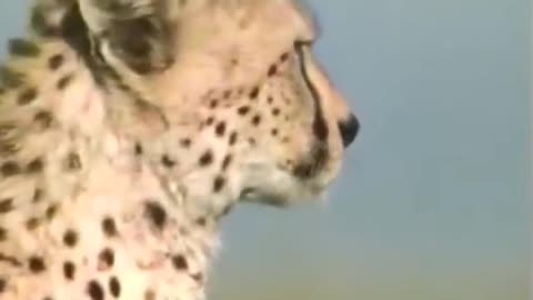 Cheetah full speed