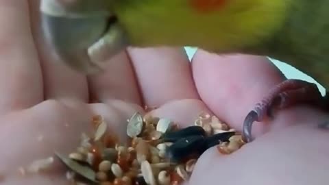 Parrot nymph corrella