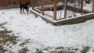 Gayle & Scooby in the Texas Snow