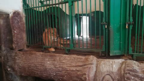 Lonely Female Lion In Her Cage