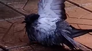 See how the pigeon bathes.