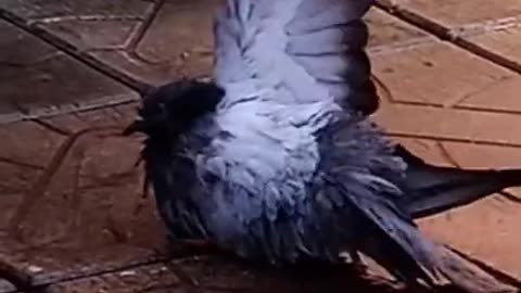 See how the pigeon bathes.