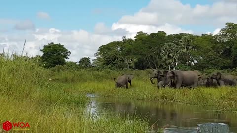 Amazing big Elephant Save Baby Elephant From Crocodile Hunting 2021