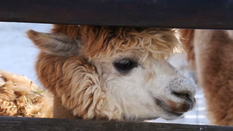 Alpaca in winter zoo