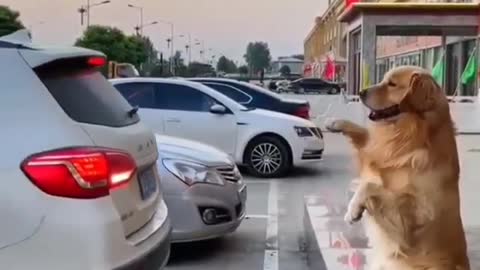 Cute Dog Giving Direction To Park Car Safe