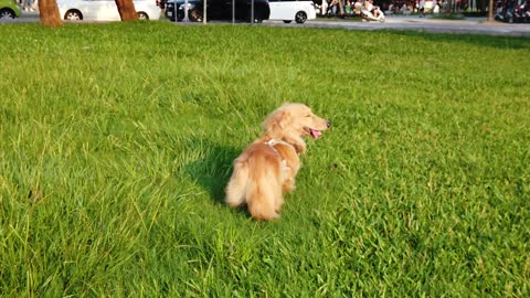 Nice dog sitting on the grass