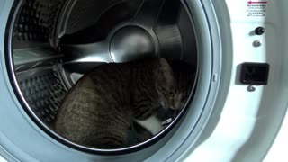 A Cat in the Washing Machine