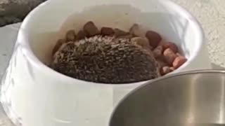 Porcupine in white dog food bowl