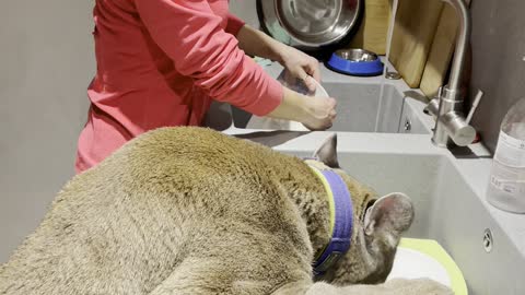 Pet Puma Loves Cleaning off Dishes