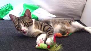Crazy Cute Kitten Plays with Cat Toys