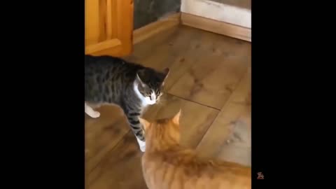 Funniest Dogs And Cats - Best Of The 2022 Funny Animal Videos #13