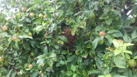 Bee swarm in my wild garden.