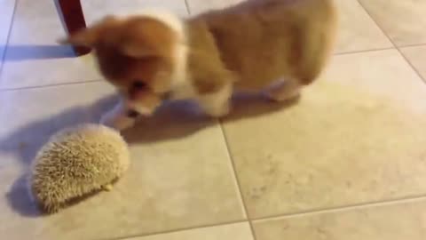 little corgi meets a hedgehog | corgi playing with hedgehog