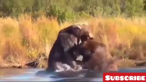 Best animal fights of all time. Animal fights compilation