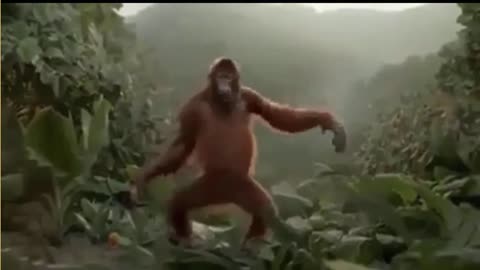 Monkey funny dancing