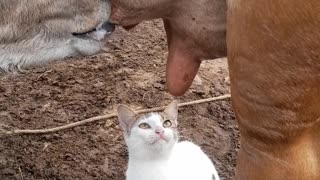 Kitty Craves Cow's Milk