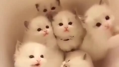 So Cute Those Group of Kittens