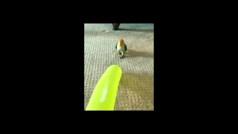 Bast Funny animals videos of 2021 funnyanimalvideos