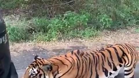 Tiger bite the car