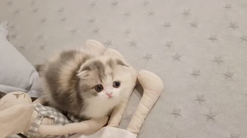 Cute cat playing with owner