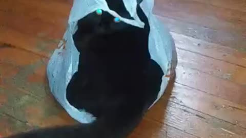 Cat gets caught in polyester bag is hilarious