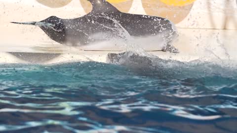 Cute Dolphin Swimming Pool