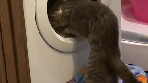 Cat playing with the washing machine