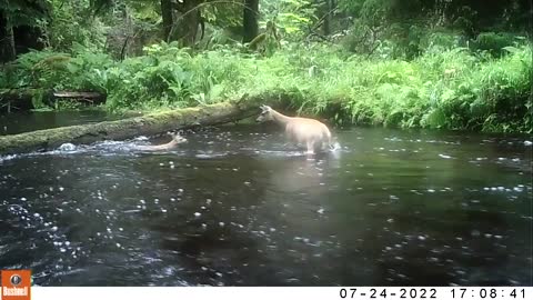 A fawn learns to swim