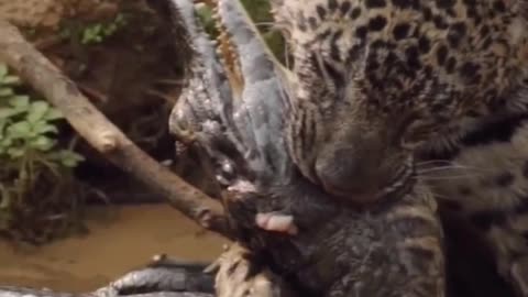 caiman attacked by jaguar