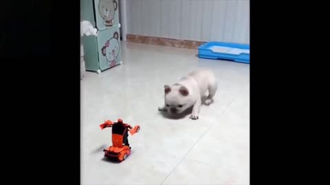 Pets being Afraid of Toys | Funny Video 😂 😂 😂