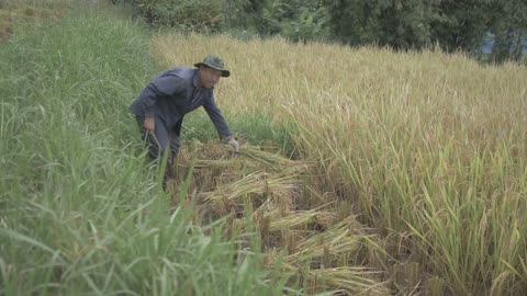 Cambodia_ A Tale of Resilience and Growth.