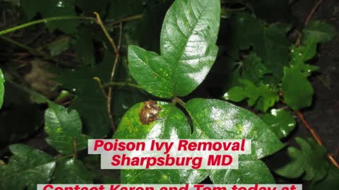 Poison Ivy Sharpsburg MD Removal Contractor