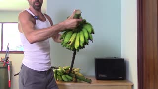 WHAT DO I DO WITH OVER RIPE BANANAS - Sept 15th 2016