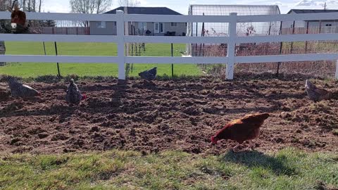 The Chickens Loved Digging in the Garden While it Was Being Prepped!