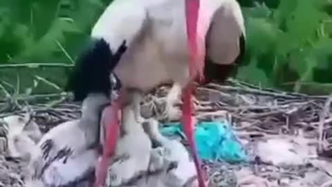 mother flamingo protecting kids from the rain.mp4