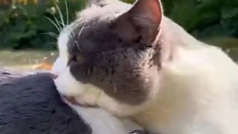 friendly rabbit and cat