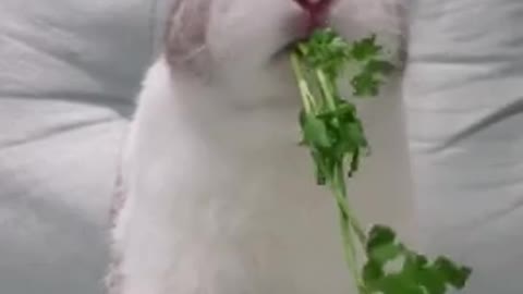 Bunny eating coriander.