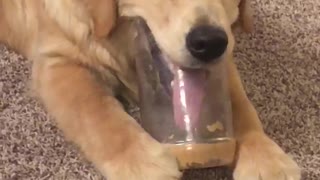 Dog Wants Last Lick of Peanut Butter