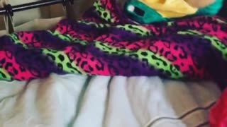 Cat dressed as a dragon takes tumble