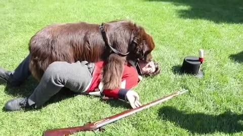 Newfoundland Attacks Red Coat Soldier During Reenactment