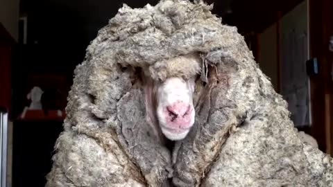 Baarack The Sheep Found Struggling To Walk Shorn Of Huge Fleece For First Time In Years