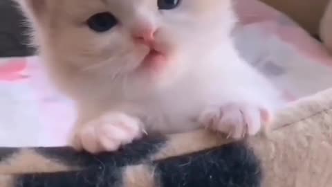 Cute 🐈 cat very lovely smile😍